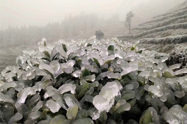 wufengtea's tweet photo. The #FrozenTea Garden | Changsha Wufeng Tea Co.,Ltd
https://t.co/ycHySY2vcR https://t.co/FwTFWuiZaT