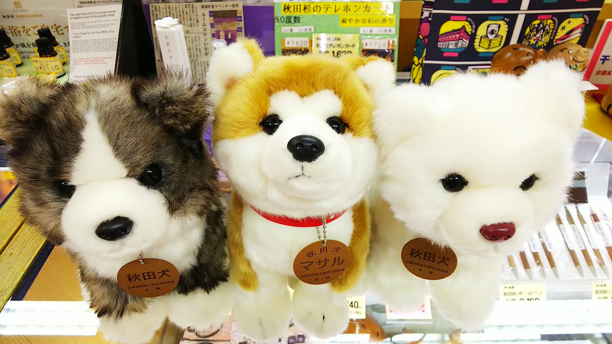 秋田県産品プラザ 2 29 あきたの リニューアルオープン 秋田犬ぬいぐるみの 虎毛タイプ 入荷しました マサルぬいぐるみも含めると これで3タイプ 秋田駅から徒歩5分 アトリオンb1fの あきた県産品プラザ にて販売中でございます