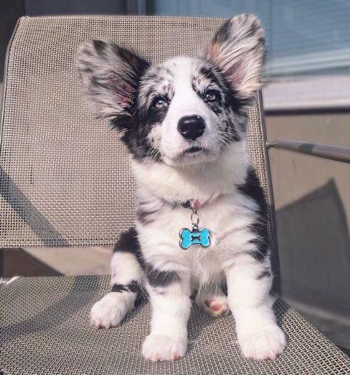 corgi blue merle puppy