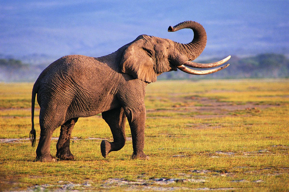 Two Million Tusks On Twitter Unbelievable And Must Not Happen Images, Photos, Reviews