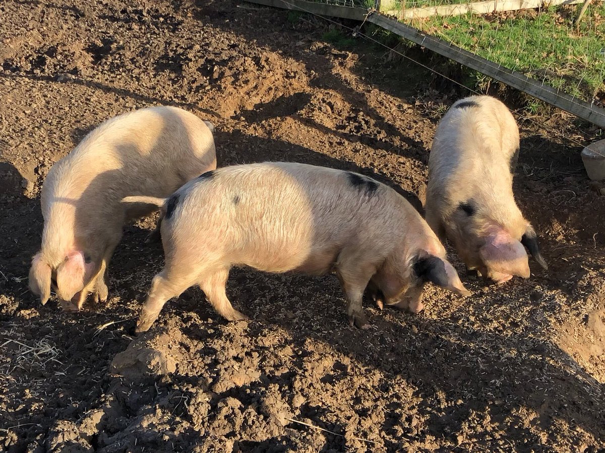 AnotherSmallholder tweet media