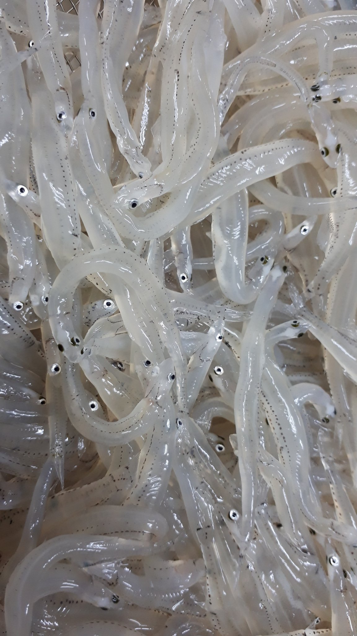味処大森 生白魚解禁 生はポン酢でさっぱりと 天ぷらは1本ずつ揚げ お塩で 仕上がりはまるで スナック菓子のようです また定食は0円増で 生白魚を付けられます 是非この機会に お出掛けください Ps 白魚は大きくなっても白魚 しらすは大きくなると