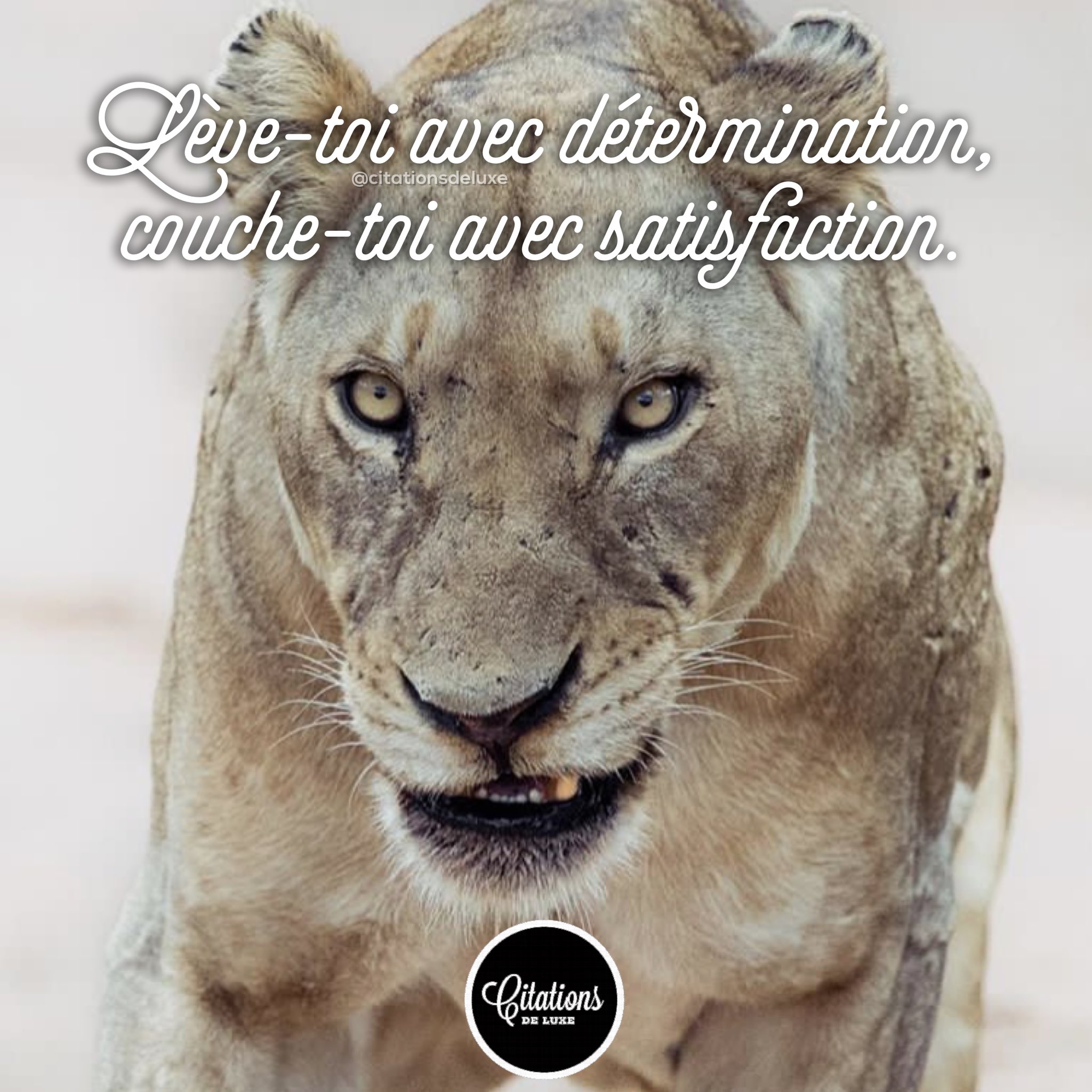 Citations De Luxe Di Twitter Deviens Un Leader Leve Toi Avec Determination Couche Toi Avec Satisfaction Citation Lion Motivation T Co Vv1d1tmuqd Twitter Citations De Luxe Di Twitter Deviens Un Leader Leve Toi Avec Determination Couche Toi Avec Satisfaction Citation Lion Motivation T Co Vv1d1tmuqd Twitter