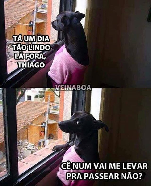 CoAleatorias's tweet photo. #dia #dialindo #cachorro #passear #passearcomcachorro #coleira #donodecachorro #quatropatas #cachorrinho #tirinha #meme #aleatorio #memes #memebr #brasil #brasileiro https://t.co/iKreviaPCK