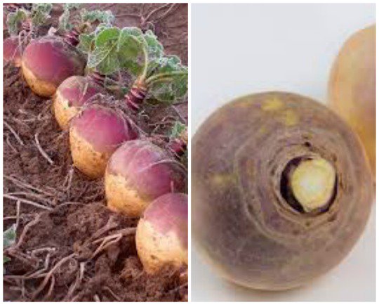 Chefs at School tweet media