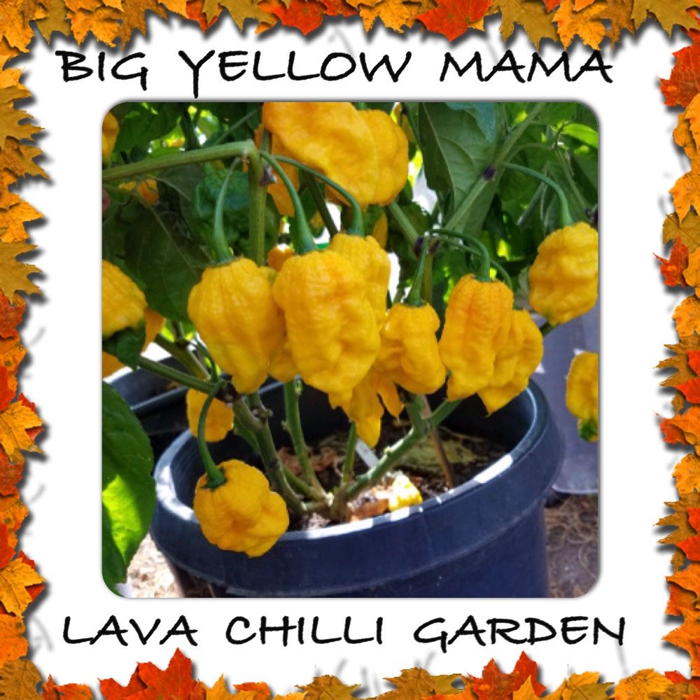 LavaChilliMark's tweet photo. Big Yellow Mama AUD 17.50
➤ https://t.co/Cdpct3z8W2 https://t.co/aUE4x9uuxe