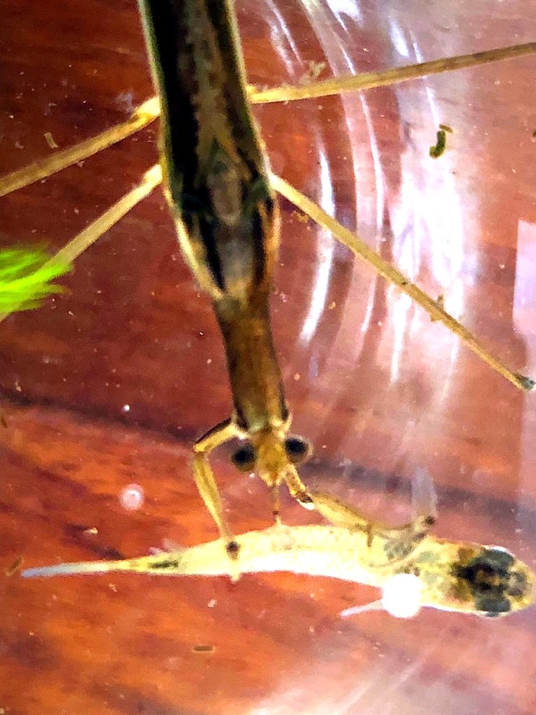 Hashtag ミズカマキリ Sur Twitter