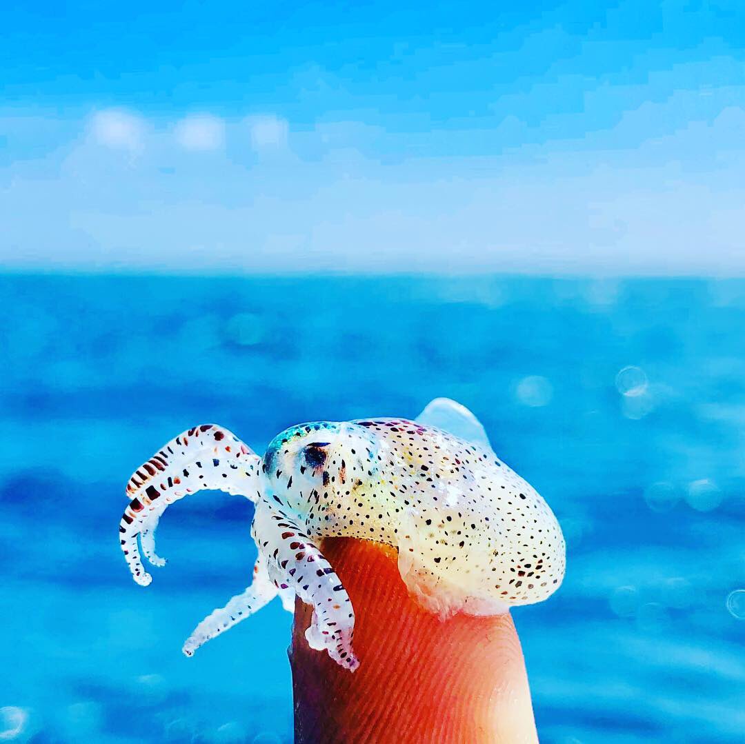 shiyaah rasheed on X: "ދިލަމެހި(cuttlefish) https://t.co/1rtjgDcLhU" / X