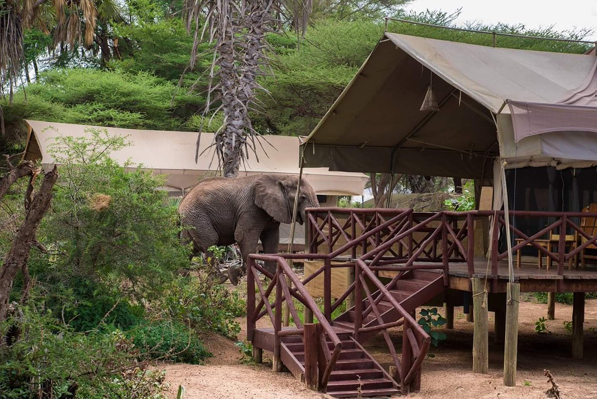 Elephantbedroom Camp Elbcampsamburu Twitter