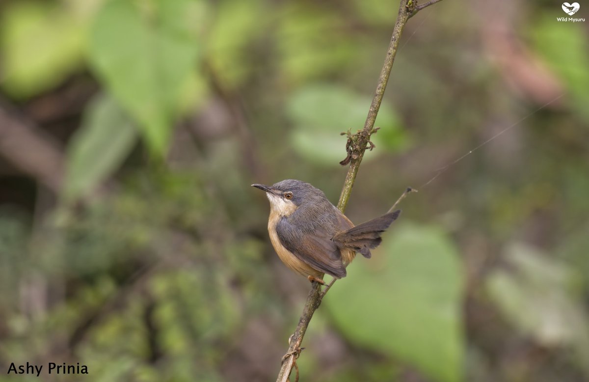 wildmysuru's tweet photo. Ashy Prinia - ಬೂದು ಉಲಿಯಕ್ಕಿ
Habitat - Bushes, Reeds, Grasslands, Scrub.(ಪೊದೆಗಳು,ಜೌಗುಪ್ರದೇಶ,ಹುಲ್ಲುಗಾವಲು)
Food - Insects (ಕೀಟಗಳು).
Size and Weight - Smaller than Sparrow,13cm, 8 grams.
It's a resident bird of Mysuru
#mysore #mysuru #wildmysuru #wildmysore #birdsofmysuru https://t.co/i4h1hhUHtR