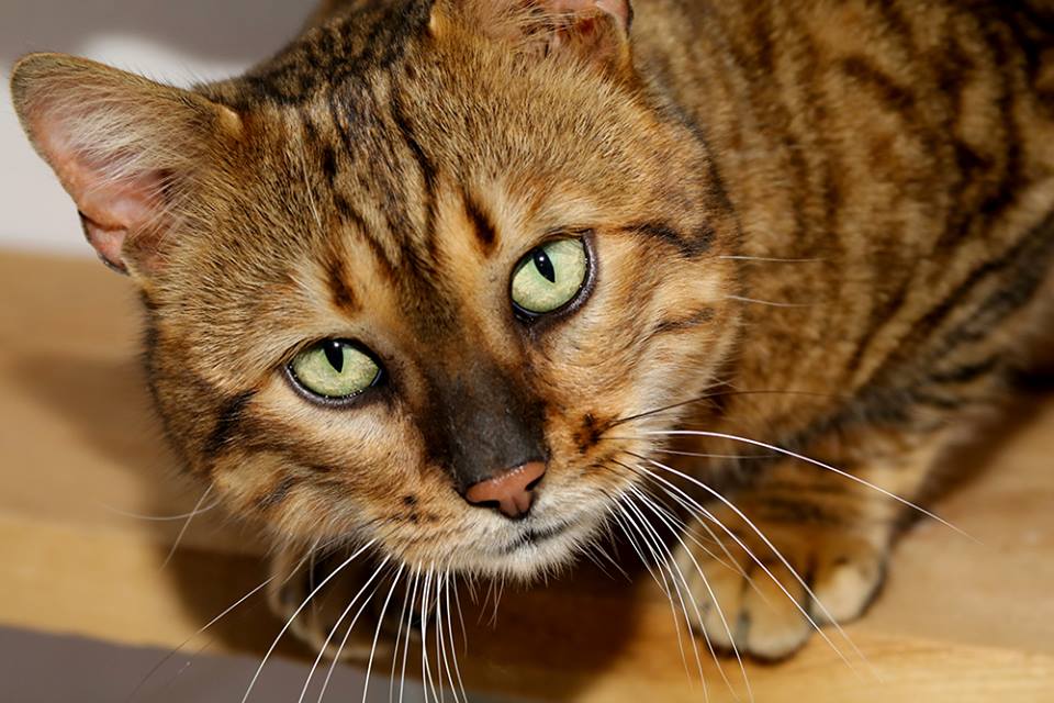 ToygerGatos's tweet photo. Curiosidades sobre el Toyger y Silver – #TOYGER https://t.co/n8F8SN2qg2 https://t.co/CRJlAvg8JU