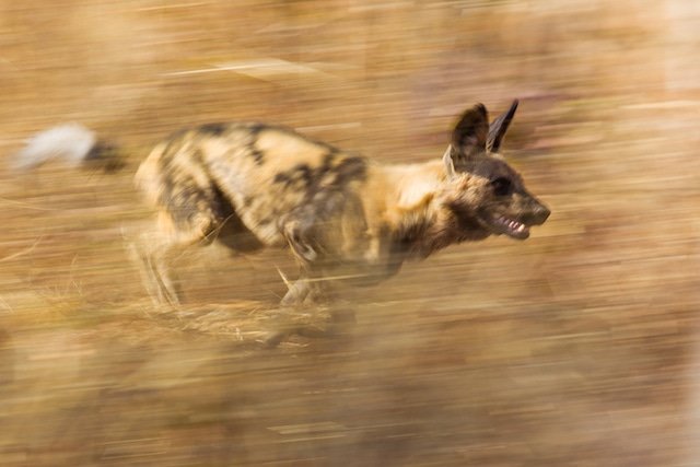 PaintedDogPDC's tweet photo. When they go hunting, painted dogs can reach speeds of up to 65 kilometres (40 miles) per hour when chasing their prey!
📷@willbl
#SavePaintedDogs #PDC #Dynasties9FebruaryOnBBCAmerica https://t.co/tbvLC3NR1W