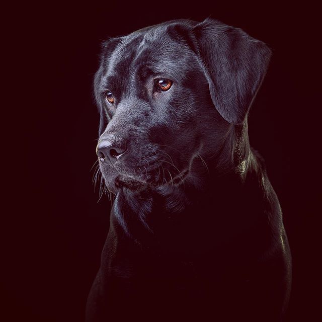 One of the amazing @hearingdogs - this is Zita. #dogsofinstagram #beautiful_dog_daily #mansb3stfriend #dog_features #bnw_pro #bnw_lombardia #go_bnw #perfectturk_bw #bnw_focus_on #awesomebnw  #police_bnw #foto_blackwhite #top_bnw #bnw_photogroup #bnw_crea… bit.ly/2ULHQD8