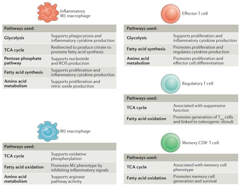 ImmunoMet's tweet photo. A guide to immunometabolism for immunologists.  Another of the all-time great immunometabolism reviews - especially for beginners in the field @NatRevImmunol #immunometabolism https://t.co/0VwFdgNEzy https://t.co/IMyGEJwXVG