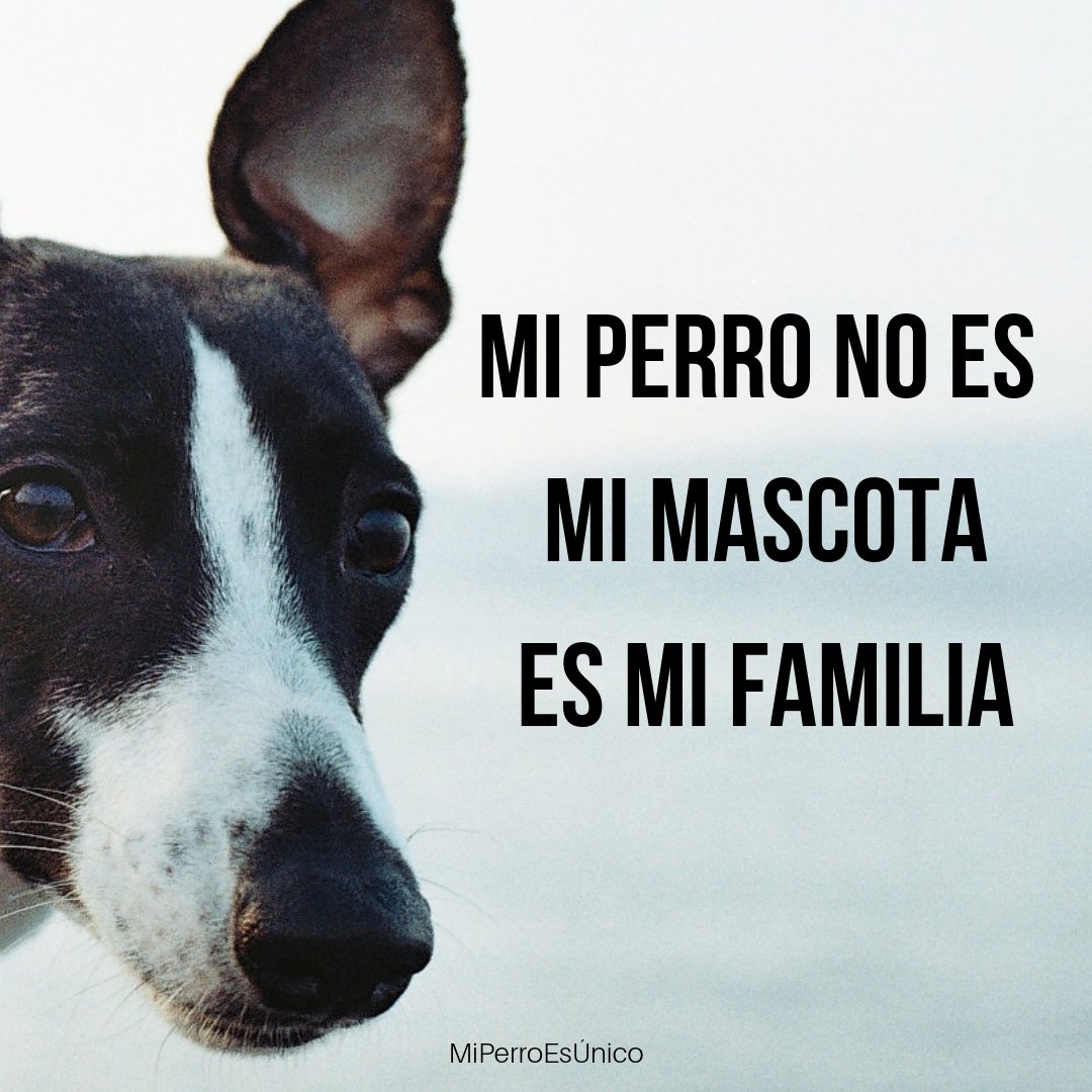 Mi perro es mi familia.

#miperroesunico #miperro #perro #mydog #dog #familia #mascota