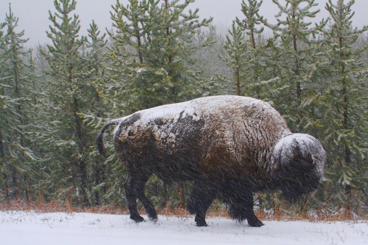 smtownplussize's tweet photo. The cold and snow doesnโt bother this bison in Yellowstone National Park. .
.
.
#smalltownplussize #wyoming #wyominglife #yellowstonenationalpark #nationalparkservice #montanatravels #roadtrips #explorenp #buffalo #mountainroads #nps #daytrips #familytravel #ilovetravel #bison https://t.co/lCjhioJGU0