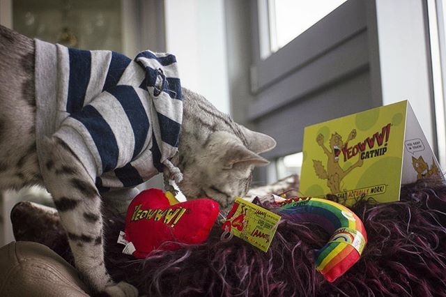 lifeofmoet_'s tweet image. ♥️🧡💛💚 Thankyeowww @yeowwwcatnip -
#yeowwwcatnip #love #gifting #presents #heart #thankyou #valentinesday #catnip #catsofinstagram #catoftheday bit.ly/2DVNInF