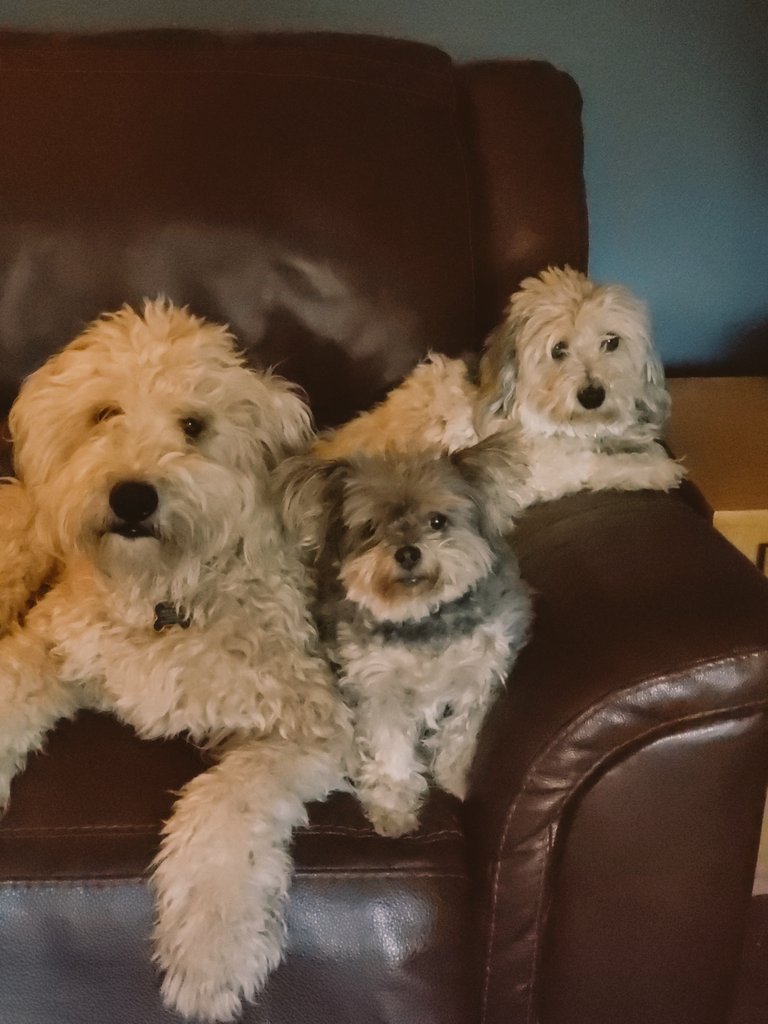Syntysche1's tweet photo. These three little faces make my heart squishy. There is sibling rivalry beetween these pups but then every once in awhile I catch them cuddling like this. I feel like there is a dialogue going on between these guys that they're not letting me in on. Lol #boulderunity #dogslove https://t.co/uRuiAzFQjs