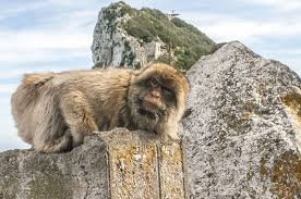 (76) 29-11-12  http://curia.europa.eu/juris/liste.jsf?language=en&num=C-416/11%20P UK: We don’t want Gibraltar to be a sub-region of a Spanish habitat protection area (SCI). Look! BWITISH apes!ECJ: You've been wearing your England t-shirt in your bedroom again, haven't you?