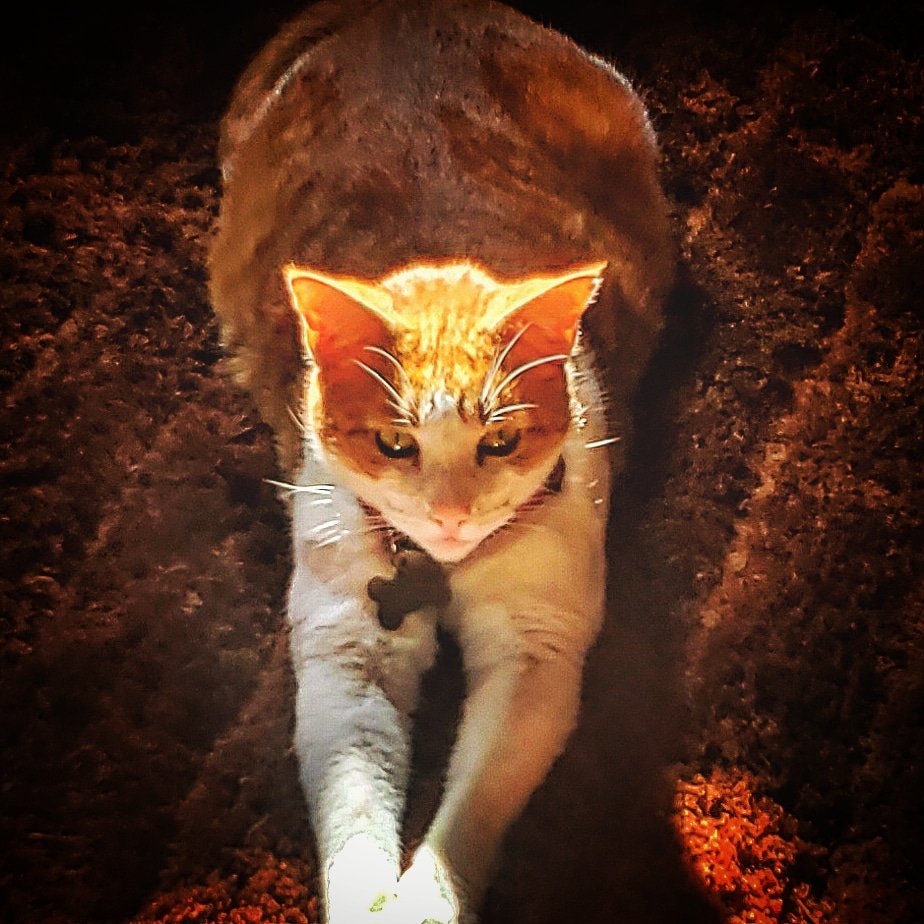 oscarwriter1959's tweet photo. My buddy...
LOGAN King Of The Cats
My #writingpartner🤣 He's such a killer! #amwriting #finaldraft
#Logan #cats #kingofthecats #catportrait #lovecats #killercats #godfather #godfatherofcats #catman #canonphoto #animalportrait #killercat #catlovers https://t.co/bBzz6a5tcf