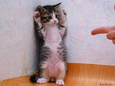 手をあげろ Twitter Search Twitter 手をあげろ Twitter Search Twitter