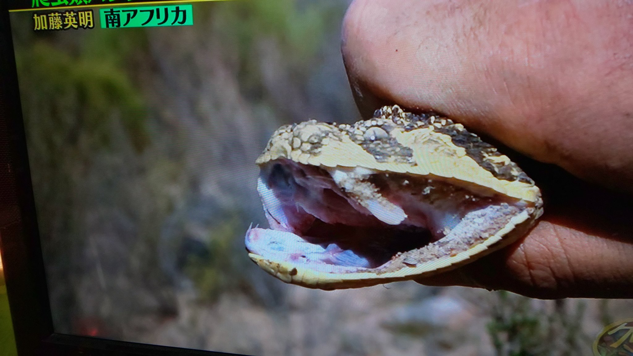 蛇蜘 パフアダーの方がもうダメって顔してるw クレイジージャーニー 加藤英明 パフアダー T Co Uwybog0ahr Twitter