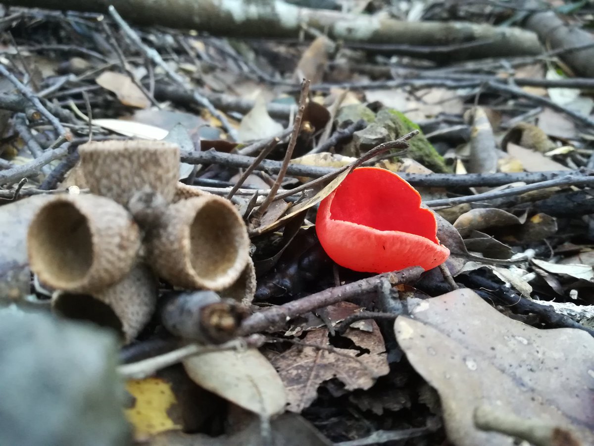carAle93's tweet photo. Nel mondo fantasy c'è una tazza dalla quale tutte le mattine gli elfi fanno colazione: è la tazza scarlatta degli Elfi 🌳🍄😀 #fantasy #bosco #funghi #hobby #passione #mushrooms #natura #sardegna #Italia https://t.co/iWxIkELPaA