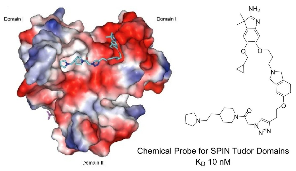 A Chemical Probe For Tudor Domain Protein Spin1 to Investigate Chromatin Functions by Paul Brennan , Udo Oppermann &amp; co-workers 

bit.ly/2WKbSsC

#biochempreprints