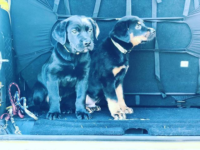 ZacSmall_'s tweet photo. @momswithjeeps snapped this pic of the Broskis in the back of her Jeep.
She brought them out for a run as the weather has (finally) warmed.
An exercised dog is a happy dog.
#blacklab #rottweiler #labrottie #dog #jeep ##puppy #instapuppy #instadog #jeepโฆ https://t.co/wCJCTlXSmg https://t.co/QPZRi95COw