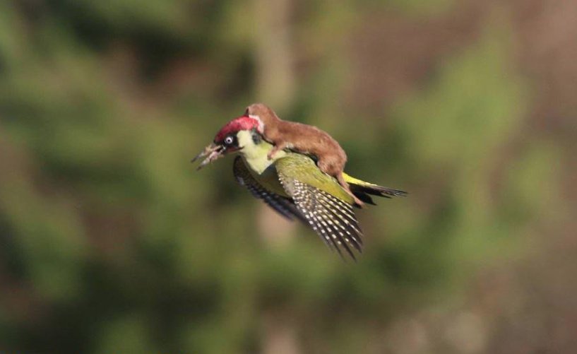 PopSci's tweet image. ✔︎ Pink squirrels
✔︎ Animals riding animals
✔︎ The best of @Weirdest_Thing

Keep it strange by following our new “Weird Science” @flipboard mag: pops.ci/flip-weird