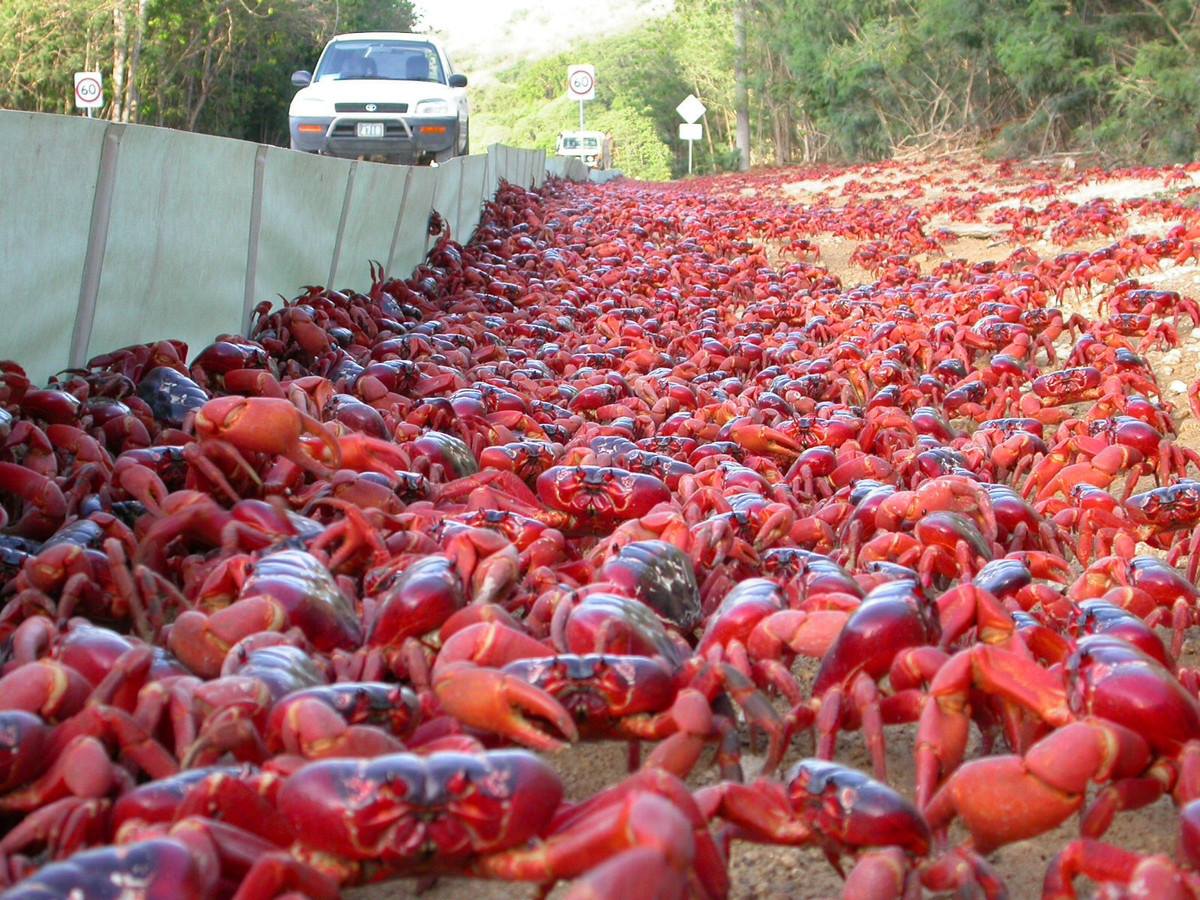 StorieBizzarre's tweet photo. #CrabMigration
Quello rappresentato in foto è un fenomeno che avviene regolarmente ogni anno in Australia!

Sotto Natale i granchi che vivono nelle foreste della Christmas Island in Australia abbandonano la loro casa e iniziano la lunga e pericolosa marcia verso il mare. https://t.co/KAJpTnayHv