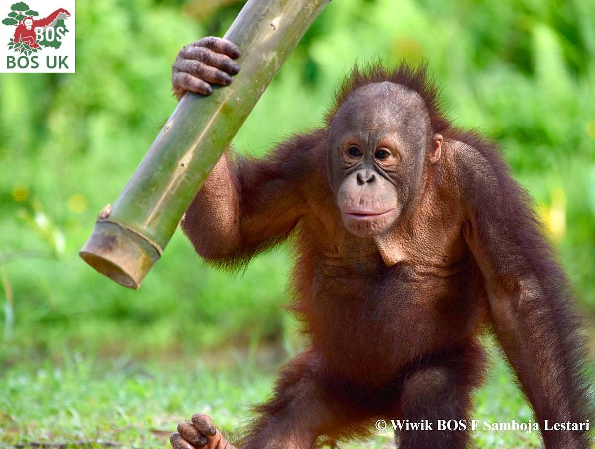 BorneoOSUK's tweet photo. Eeek! Looks like Bagus is an orangutan on a mission, though we've no idea what that might be! What do you think? 

#orangutan #orphan #rescue #rehabilitate #release #ForestFreedom #OrangutanJungleSchool #conservation #NotAPet https://t.co/ixnHAIPUkX