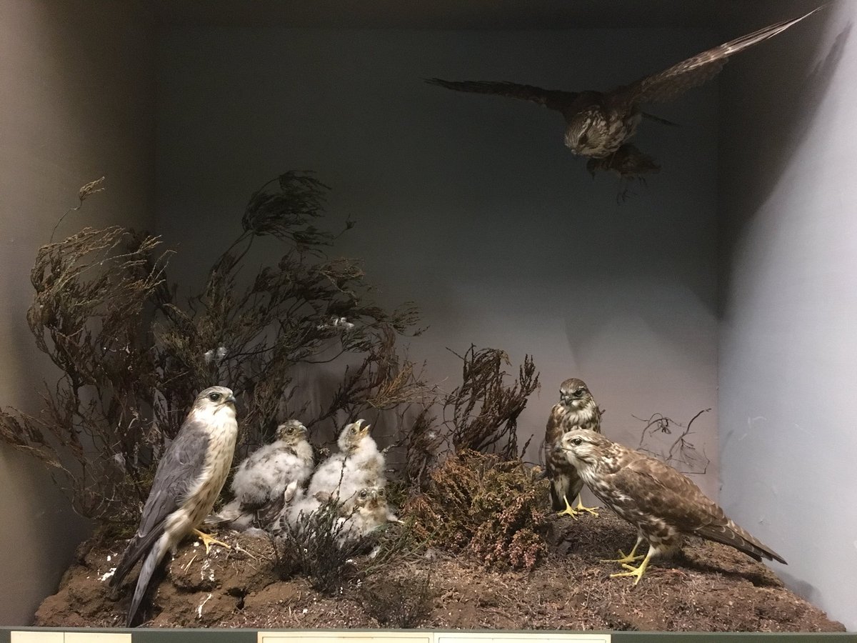 Exciting stuff as the famous Ernest Blezard habitat bird cases are installed for #Tullie125 #exhibition. Here red kite, southern puffins, kestrel chicks, merlins shown. Recreating the fondly remembered bird room atmosphere of older times.