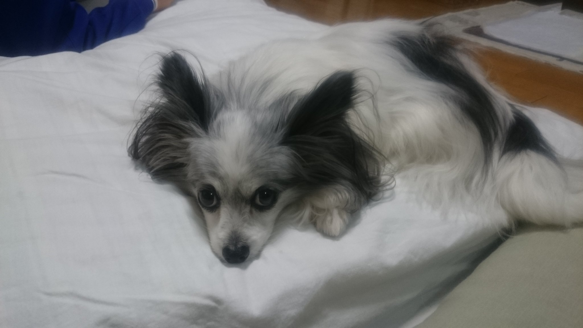 تويتر Shige Momo على تويتر 仕事から帰ってきたら 今日は少し元気が有る感じ 老犬で食欲無くした飼主さんの マヌカハニー を与えた っての見て 状況は違うけど 栄養を少しでも摂れるならと昨日買ってきた あまり期待してなかったけど 適量与えたら