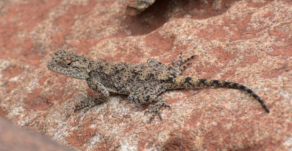 lifefromstone3's tweet photo. Explore South Africa.  These Rock Agamas look almost prehistoric with their sharp, spiny scales. Photographed in Camdeboo National Park.
#wildlife #wildlifephotography #agama #reptile #naturelovers #adventure #adventuretravel #tothewild #sanparks #southafrica #travel #landrover https://t.co/kPnus86I7Z