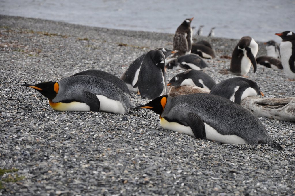 Patagonia is home to four penguin species, the Magellanic, Humboldt, Gentoo and King.

#argentina #buenosaires #visitargentina #visitbuenosaires #lifeinargentina #travelargentina #vacationplanning