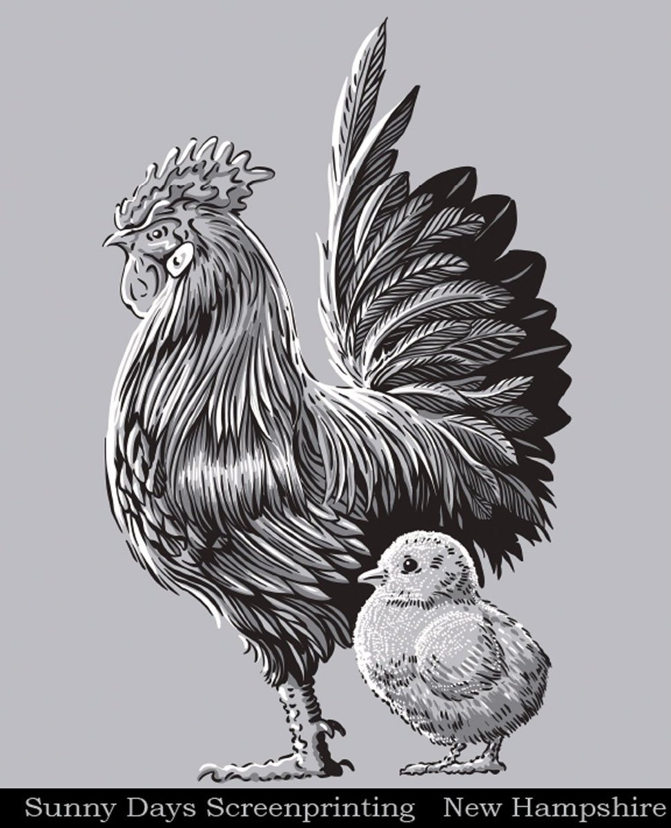 tymeier's tweet photo. #Chicken #penandink #screenprinting #tymeier #drawing #NHArtistAssociation #Birdart #portsmouthNH #contoocook #sunnydaystshirts #vectorart #ipencil #graphic https://t.co/2VJ2t4Z3lF