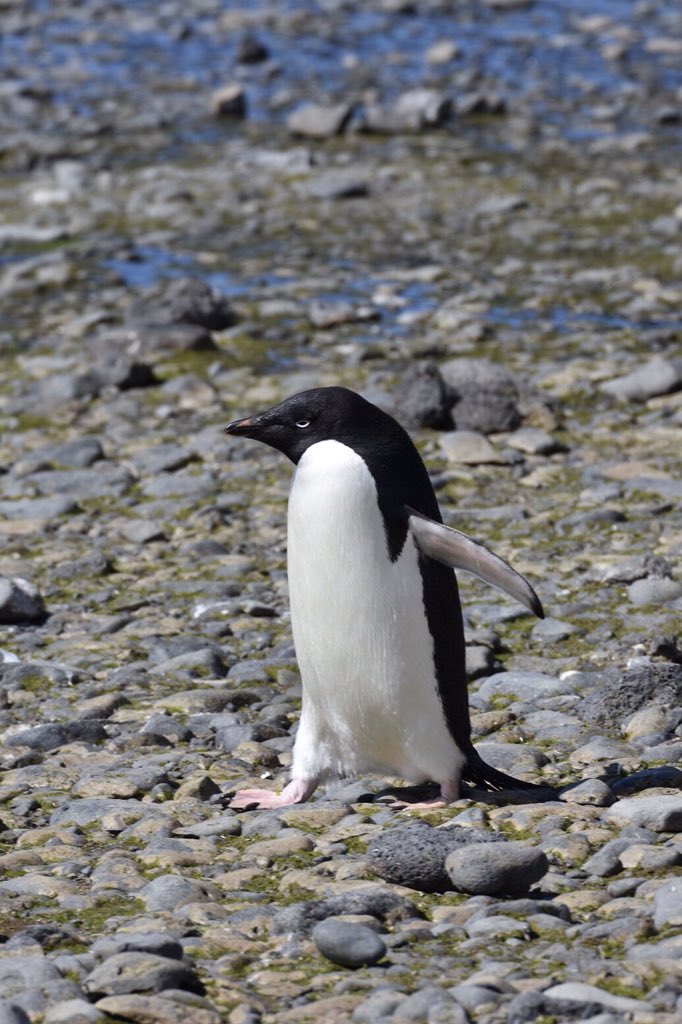 マツシタ 目つきの悪いアデリーペンギン かわいい アデリーペンギン 南極
