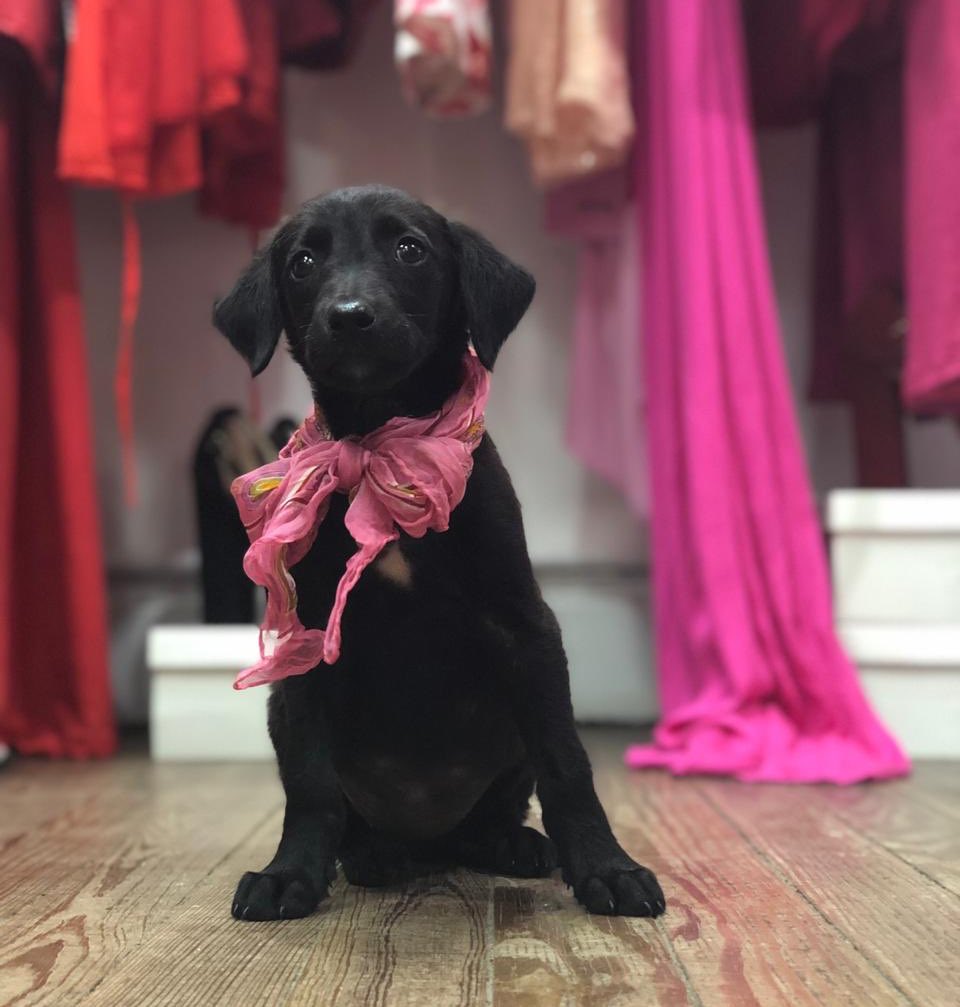 Miren esta bombona 😍 Tiene 2 meses y va a ser tamaño mediano/grande. Buscamos una familia llena de amor y para siempre que quiera ADOPTARLA con RESPONSABILIDAD. desparasitada. Con COMPROMISO DE CASTRACION