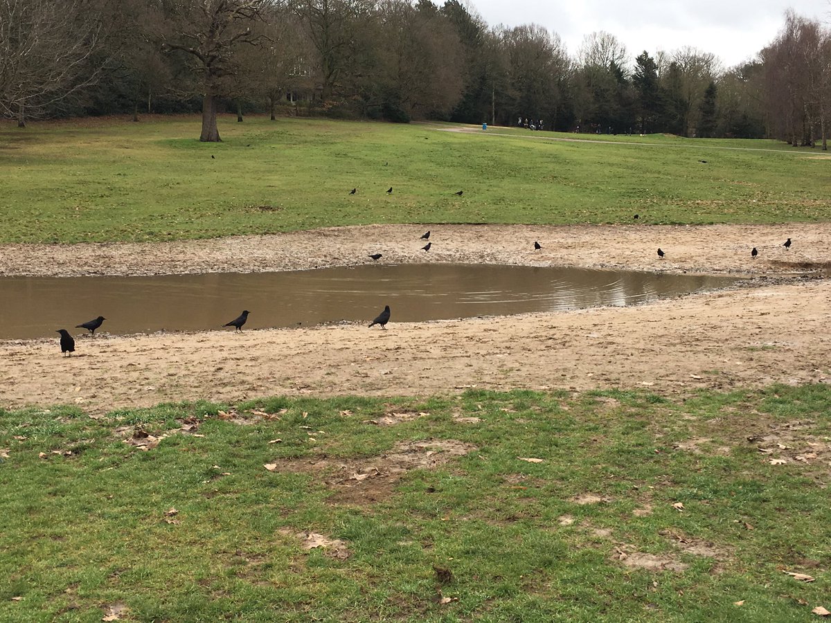 Jane 🐶🐈🦊🦜🐎🐝🏴🇬🇧 (@jay_hp) on Twitter photo @CaroleHope4 <a href="/NDT7941/">Nancy Taylor 💙</a> <a href="/ElizabethMounc5/">Elizabeth Mouncher</a> <a href="/lindainthesky1/">Linda</a> <a href="/supersophski/">Sophie Phipps Tick</a> How is this muddy eyesore an improvement to park <a href="/LewishamCouncil/">Lewisham Council</a> Best thing about it is watching the birds bathe ! @CaroleHope4 <a href="/NDT7941/">Nancy Taylor 💙</a> <a href="/ElizabethMounc5/">Elizabeth Mouncher</a> <a href="/lindainthesky1/">Linda</a> <a href="/supersophski/">Sophie Phipps Tick</a> How is this muddy eyesore an improvement to park <a href="/LewishamCouncil/">Lewisham Council</a> Best thing about it is watching the birds bathe !