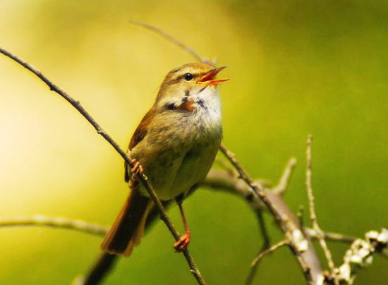 暦生活 こよみせいかつ ホーホケキョ と美しい声で春の訪れを教えてくれるうぐいす 春告鳥 はるつげどり とも呼ばれる うぐいすの羽に似た美しい黄緑色です 今日のにっぽんのいろは 鶯色 うぐいすいろ でした インスタ T