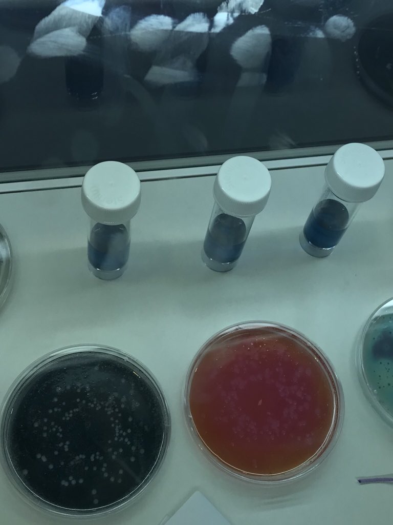 kaytidee's tweet photo. So much time spent cleaning glass!!! #MEDLAB2019 #Dubai #lookwithyoureyes https://t.co/4hbpYcTixW