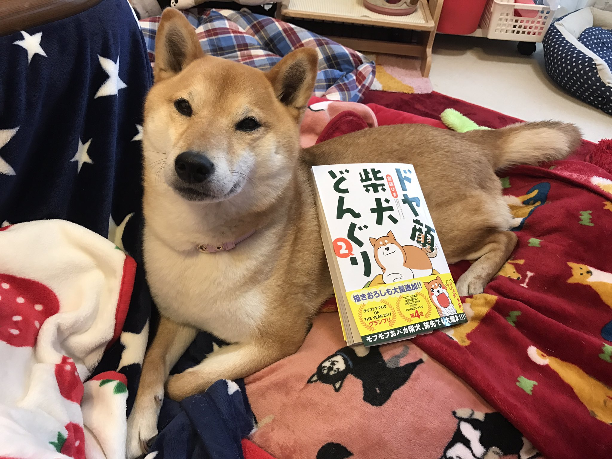ドヤ顔柴犬どんぐり Twitter Search Twitter