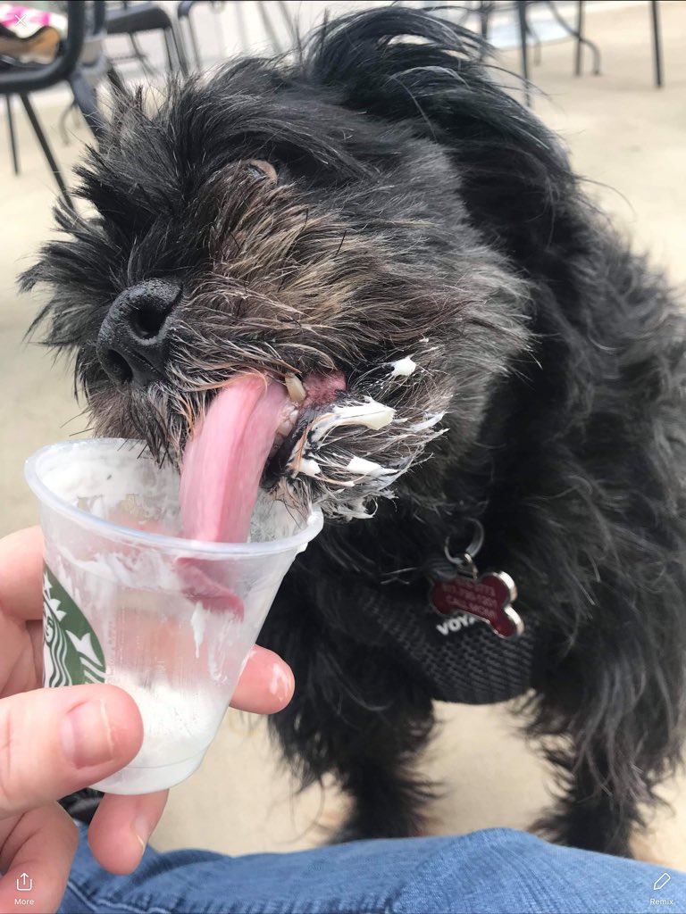MegBuley's tweet photo. @zedism This laddie loves a puppachino. I’m sorry about your fur baby. I can’t imagine how that must feel :( https://t.co/Wm6NJzIuuB