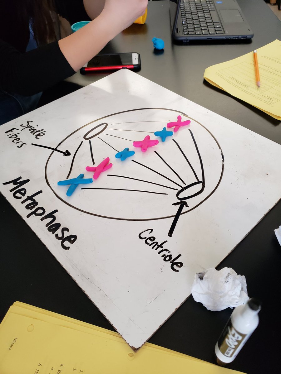 Hat Trick! Show me a better combination than biology, <a href="/Seesaw/">Seesaw</a>, and <a href="/PlayDoh/">Play-Doh</a>. I'll wait. 🧠💭⏳#NHSSD