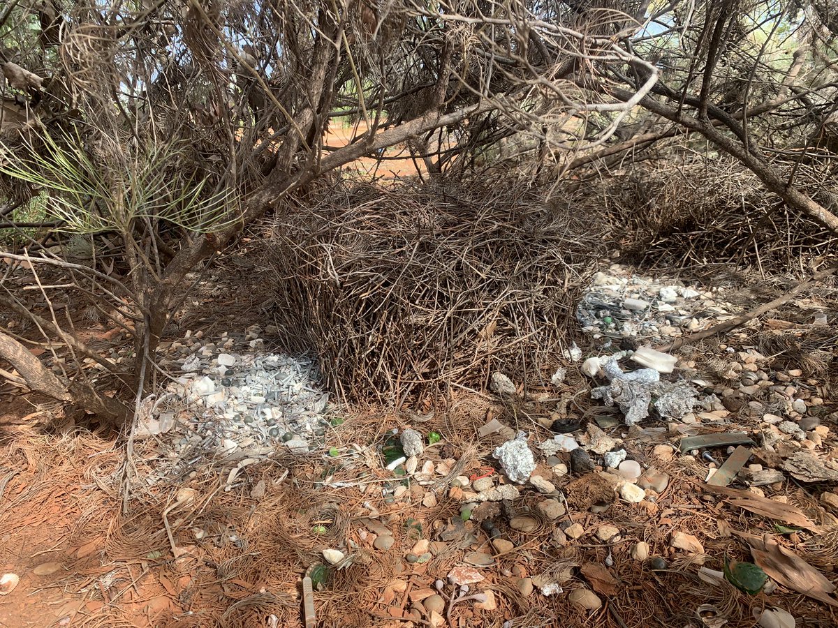 Rep_tales's tweet photo. Amazing bowerbird nest up the rd from my house! He seems to love silver and green and his collection includes lots of building material, tin foil and marbles! https://t.co/1puAIdAOVv