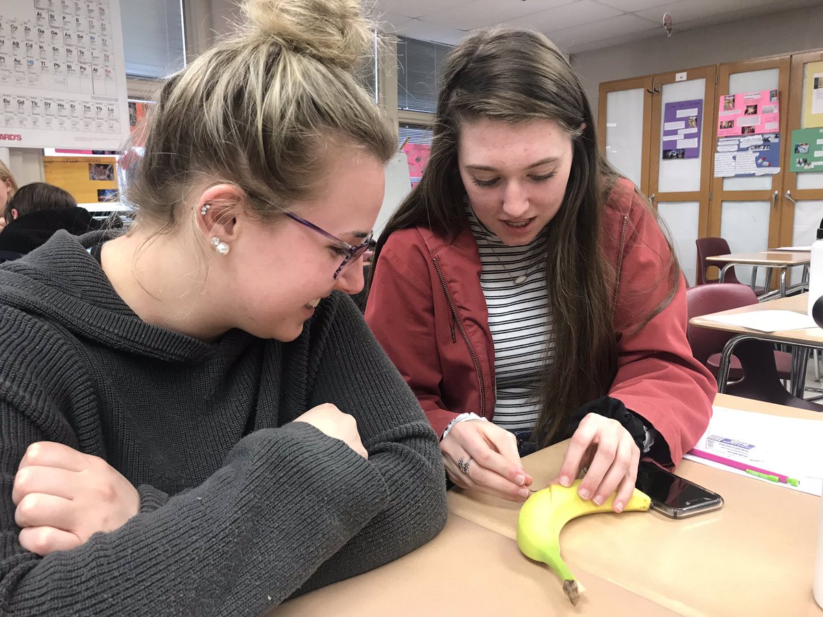 IanatLinworth's tweet photo. Suturing bananas in #BiomedicalScience this week! #dontletthembleedout https://t.co/PTEym0phI0
