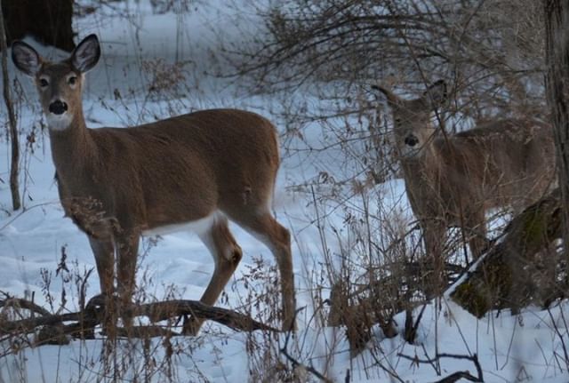 DHConservancy's tweet photo. A few more winter visitors.
Photo by Mary Keene
#wildlife #deer #whitetaileddeer #nature #landtrust #dhconservancy #delawareriver #landconservation #conservation #forests #cleanwater #protectedland #optoutside #escapebrooklyn #catskills #iloveny #pocon… https://t.co/naEPAVA1qE https://t.co/Qna7xGIVgI