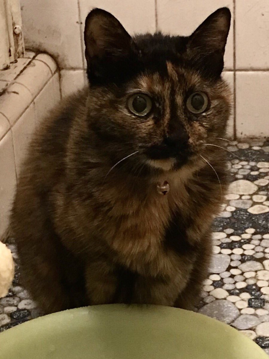 自分からお風呂を覗きにきたのに 目を泳がせて気まずい顔をする猫さんがかわいい Togetter