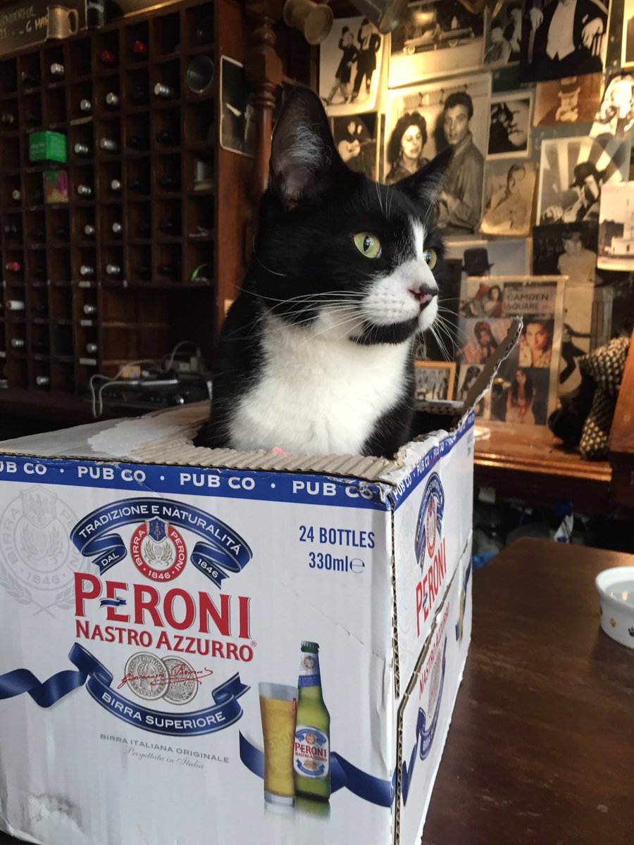 Pubcat Churchill wearing Peroni this season 😻
#pubcats #cats #catinabox #peroni #pubs #bars #local #camdenroad
